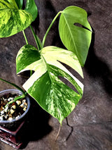 Monstera Aurea Variegated Plant - Exact Rare Tropical Aroids (July-24-42)