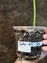 Philodendron Gloriosum Tricolor Plant in Nursery Pot (July-24-33-ER)