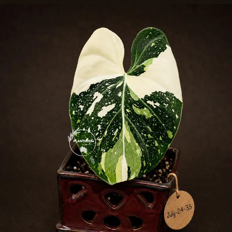 Philodendron Gloriosum Tricolor Plant in Nursery Pot - (July-24-35-ER)