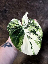 Philodendron Gloriosum Tricolor Plant in Nursery Pot -(July-24-39-ER)