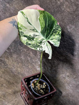 Philodendron Gloriosum Tricolor Plant in Nursery Pot -(July-24-39-ER)