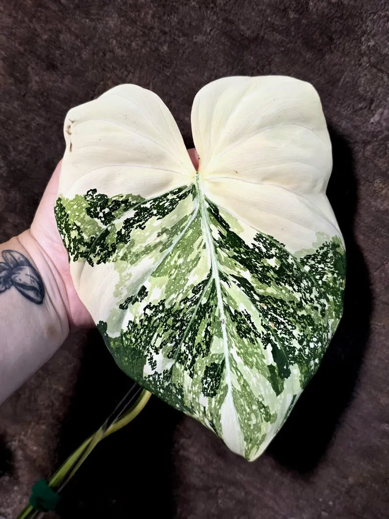 Philodendron Gloriosum Tricolor Plant in Nursery Pot -(July-24-43-ER)
