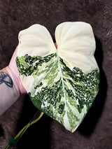 Philodendron Gloriosum Tricolor Plant in Nursery Pot -(July-24-43-ER)