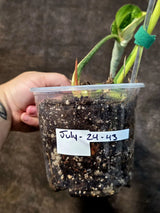 Philodendron Gloriosum Tricolor Plant in Nursery Pot -(July-24-43-ER)