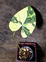 Philodendron Gloriosum Tricolor Plant in Nursery Pot -(July-24-44-ER)