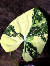 Philodendron Gloriosum Tricolor Plant in Nursery Pot -(July-24-44-ER)