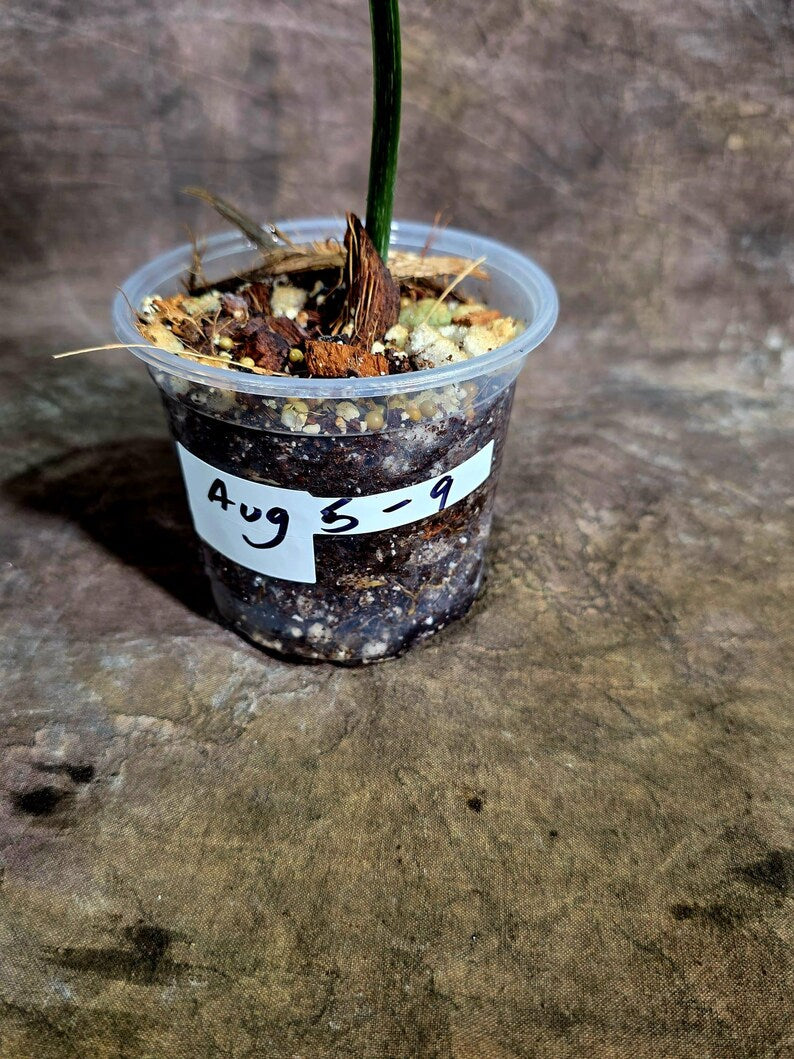 Philodendron Gloriosum Tricolor Variegated (Aug-5-9)