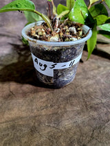Philodendron Red Congo Variegated Exact Plant (Aug-5-11-ER)