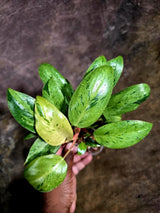 Philodendron Red Congo Variegated Exact Plant (Aug-5-12-ER)
