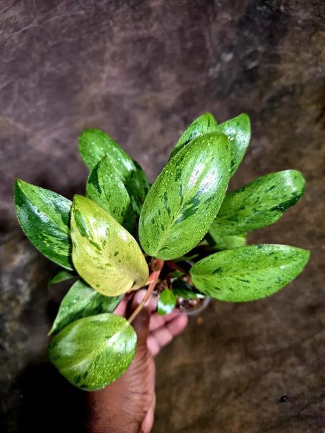 Philodendron Red Congo Variegated Exact Plant (Aug-5-12-ER)