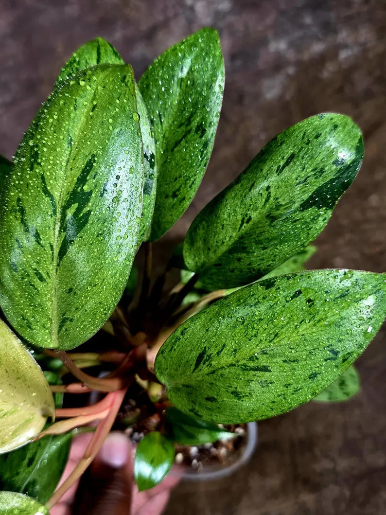Philodendron Red Congo Variegated Exact Plant (Aug-5-12-ER)