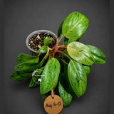 Philodendron Red Congo Variegated Exact Plant (Aug-5-12-ER)