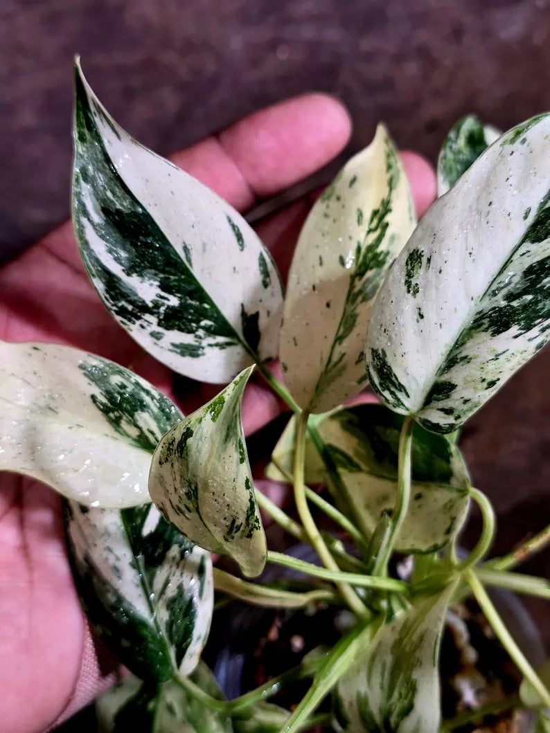 Philodendron Emerald Queen Variegated Live Plant (Aug-5-13)