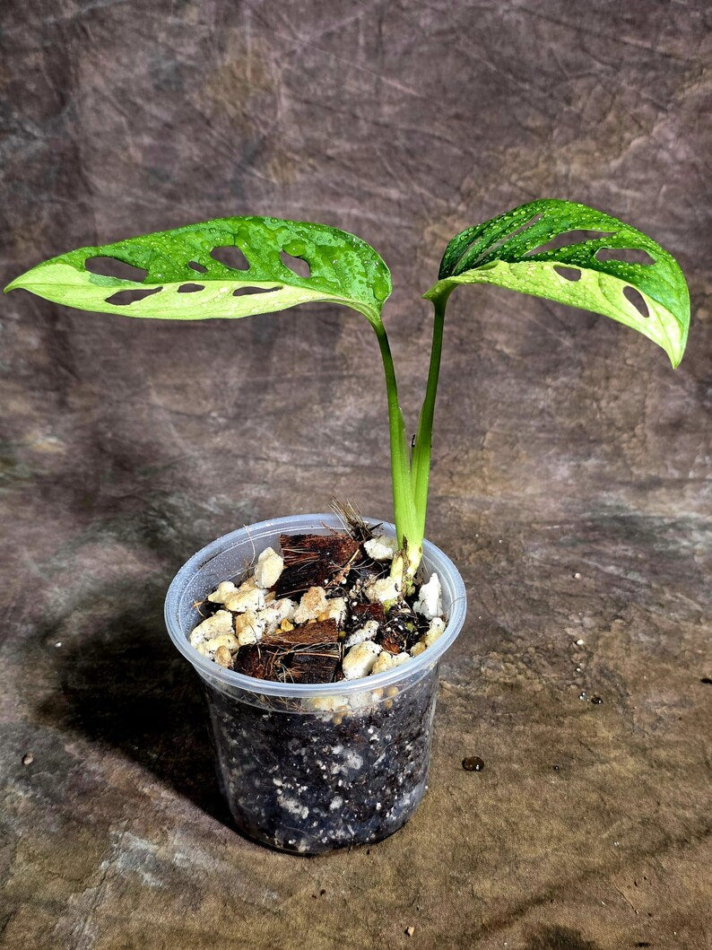 Monstera Adansonii Aurea Variegated (Aug-5-15)
