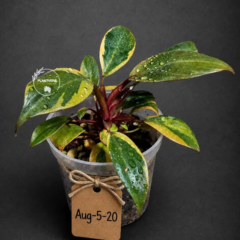 Variegated Black Cardinal Philodendron Live Plant (Aug-5-20-ER)