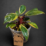 Variegated Black Cardinal Philodendron Live Plant (Aug-5-20-ER)
