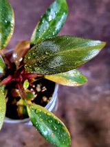 Variegated Black Cardinal Philodendron Live Plant (Aug-5-20-ER)