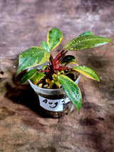 Variegated Black Cardinal Philodendron Live Plant (Aug-5-20-ER)