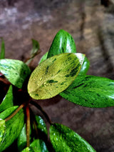 Philodendron Red Congo Variegated Exact Plant (Aug-5-11-ER)
