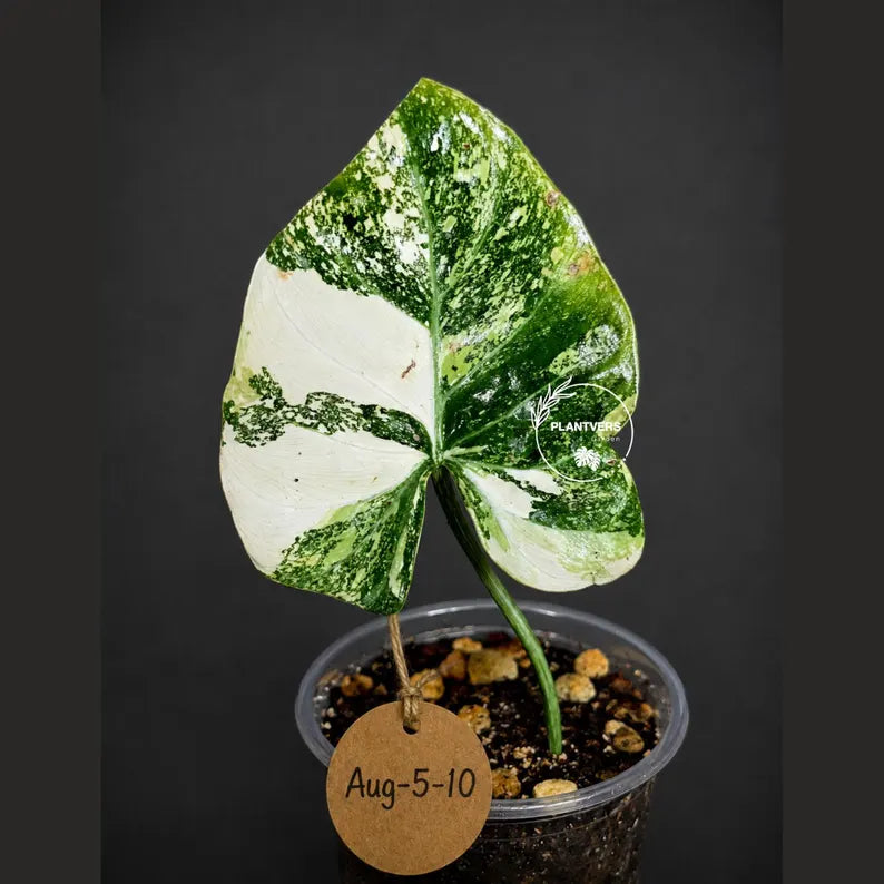 Philodendron Gloriosum Tricolor Variegated (Aug-5-10)