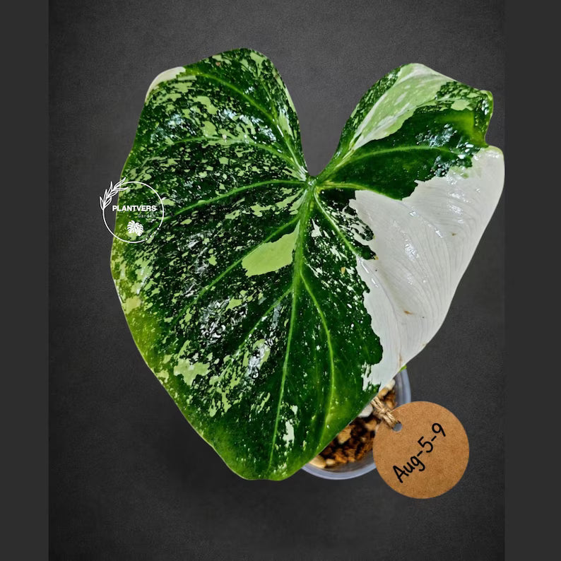 Philodendron Gloriosum Tricolor Variegated (Aug-5-9)