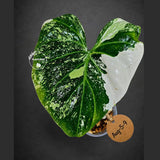 Philodendron Gloriosum Tricolor Variegated (Aug-5-9)