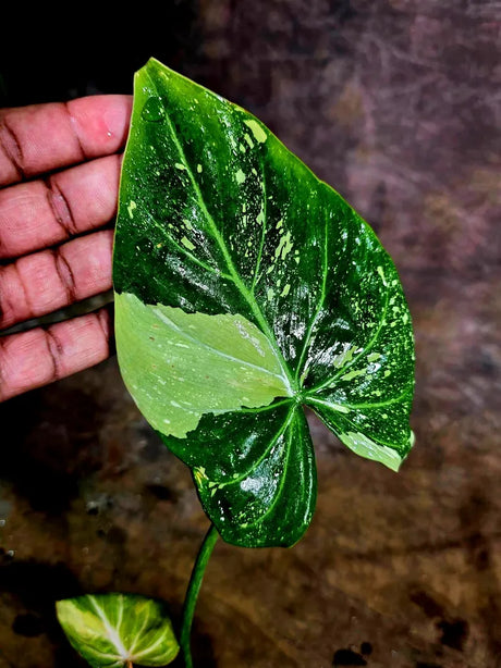 Philodendron Gloriosum Tricolor Variegated (Aug-5-4)