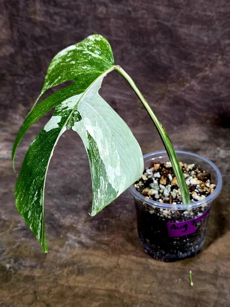 Rare Variegated Monstera Albo Live Plant - White Albo Borsigiana(Aug-7-35)