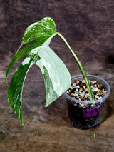 Rare Variegated Monstera Albo Live Plant - White Albo Borsigiana(Aug-7-35)
