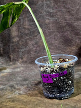 Rare Variegated Monstera Albo Live Plant - White Albo Borsigiana(Aug-7-35)