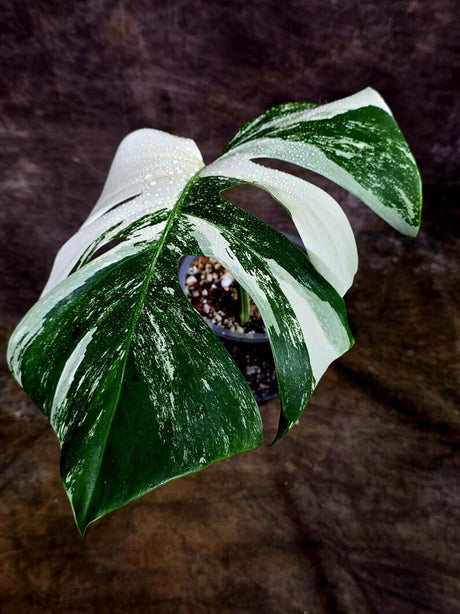 Rare Variegated Monstera Albo Live Plant - White Albo Borsigiana(Aug-7-36)