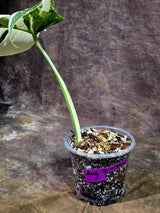 Rare Variegated Monstera Albo Live Plant - White Albo Borsigiana(Aug-7-36)