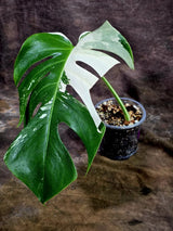 Rare Variegated Monstera Albo Live Plant - White Albo Borsigiana(Aug-7-37)