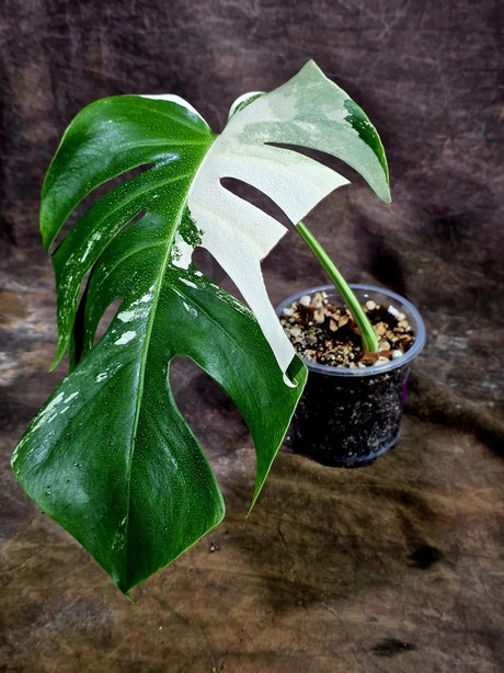 Rare Variegated Monstera Albo Live Plant - White Albo Borsigiana(Aug-7-37)