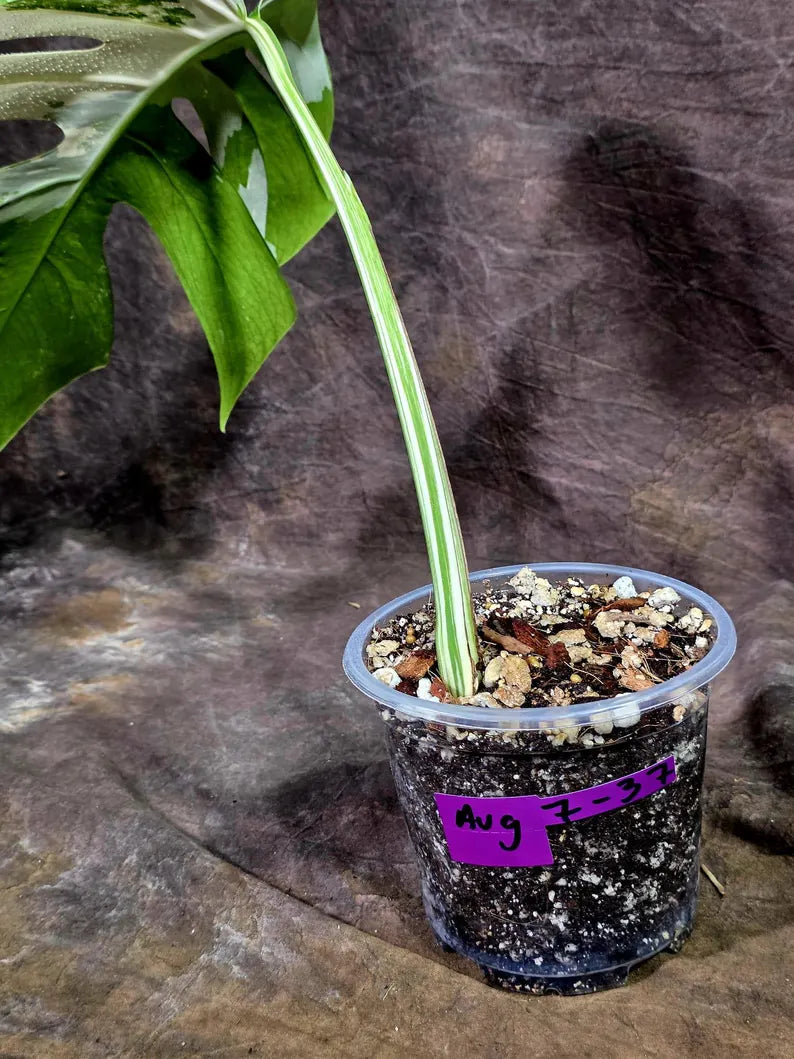 Rare Variegated Monstera Albo Live Plant - White Albo Borsigiana(Aug-7-37)