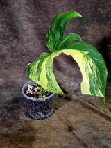 Monstera Borsigiana Aurea Variegated - (Aug-7-38)