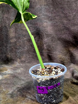 Monstera Borsigiana Aurea Variegated - (Aug-7-38)
