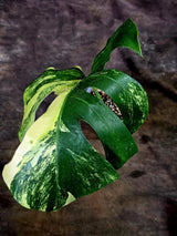 Monstera Borsigiana Aurea Variegated - (Aug-7-38)