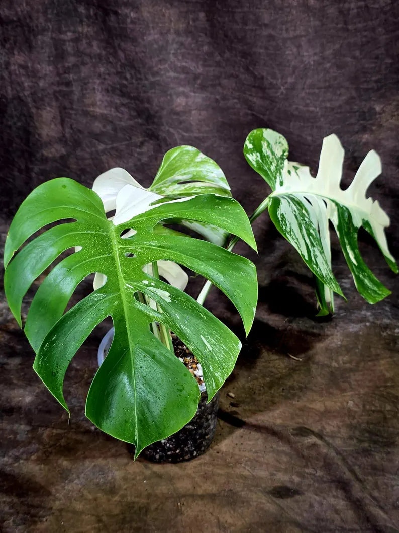 Rare Variegated Monstera Albo Live Plant - White Albo Borsigiana(Aug-7-39)