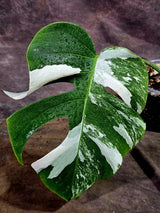 Rare Variegated Monstera Albo Live Plant - White Albo Borsigiana(Aug-7-40)
