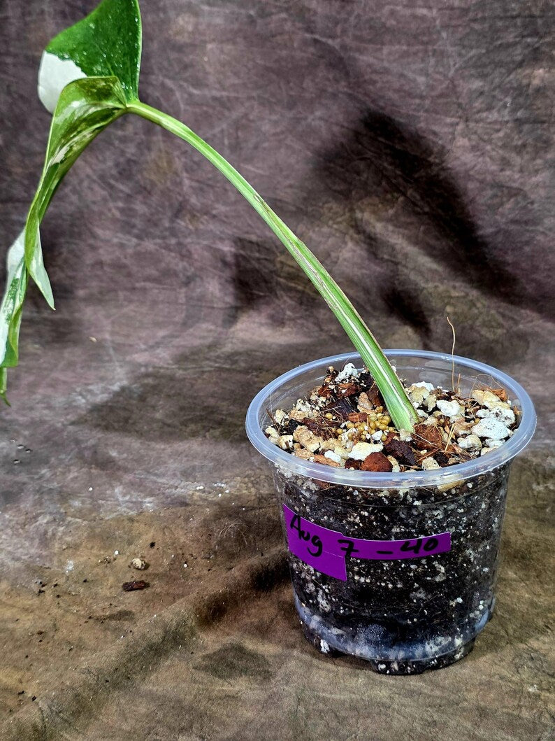 Rare Variegated Monstera Albo Live Plant - White Albo Borsigiana(Aug-7-40)