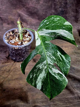 Rare Variegated Monstera Albo Live Plant - White Albo Borsigiana(Aug-7-41)