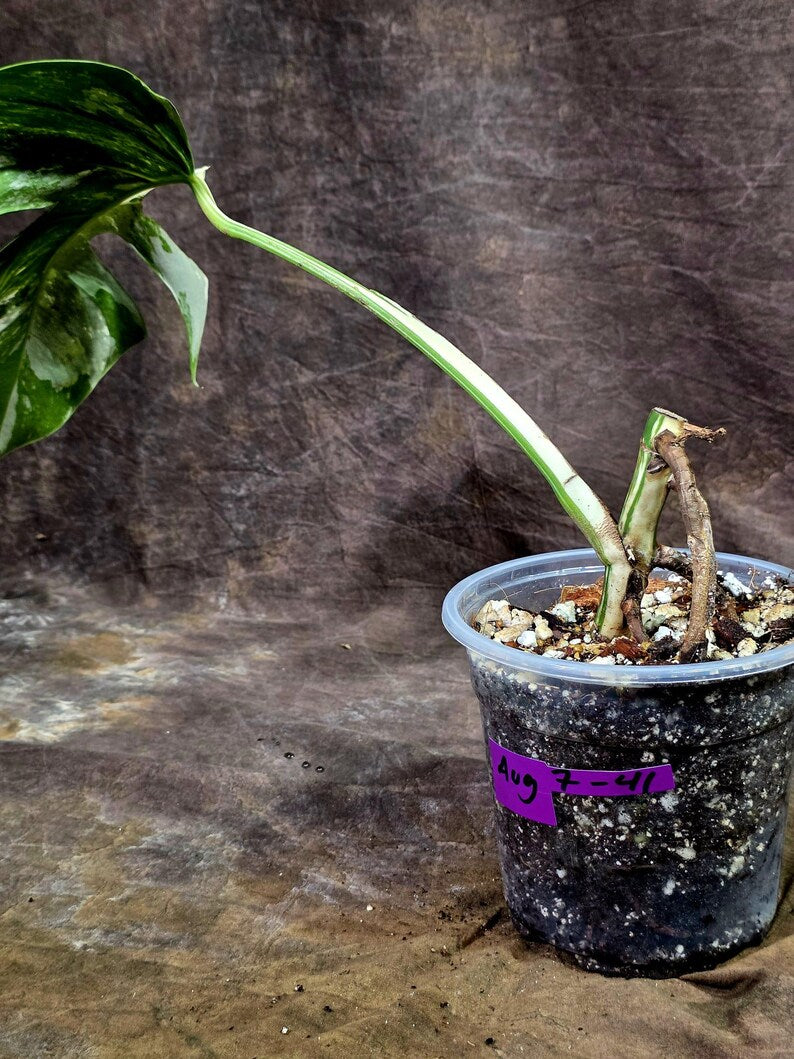 Rare Variegated Monstera Albo Live Plant - White Albo Borsigiana(Aug-7-41)