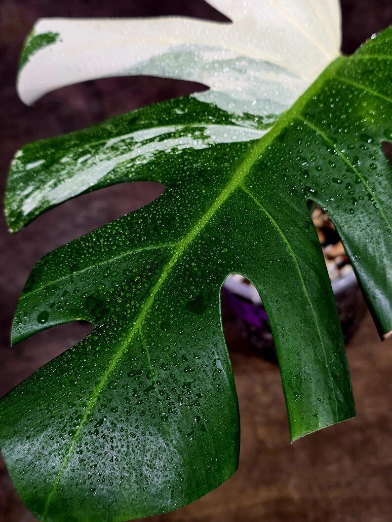 Rare Variegated Monstera Albo Live Plant - White Albo Borsigiana(Aug-7-42)
