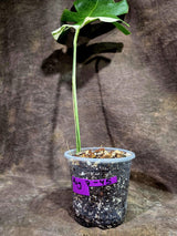 Rare Variegated Monstera Albo Live Plant - (Aug-7-45)