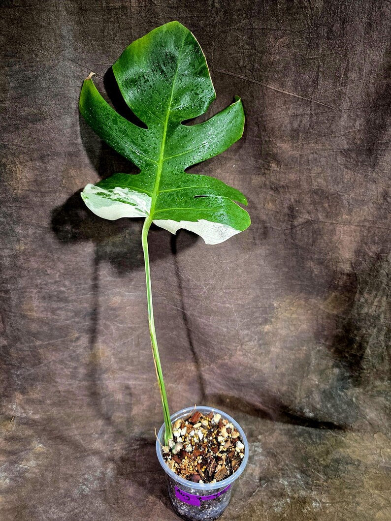 Rare Variegated Monstera Albo Live Plant - (Aug-7-45)