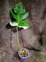 Rare Variegated Monstera Albo Live Plant - (Aug-7-45)