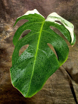 Rare Variegated Monstera Albo Live Plant - (Aug-7-45)
