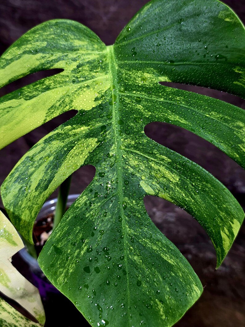 Monstera Borsigiana Aurea Variegated - (Aug-7-47)