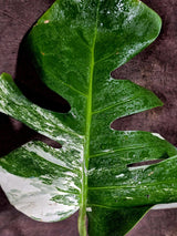 Rare Variegated Monstera Albo Live Plant - Single Leaf Plant (Aug-7-48)